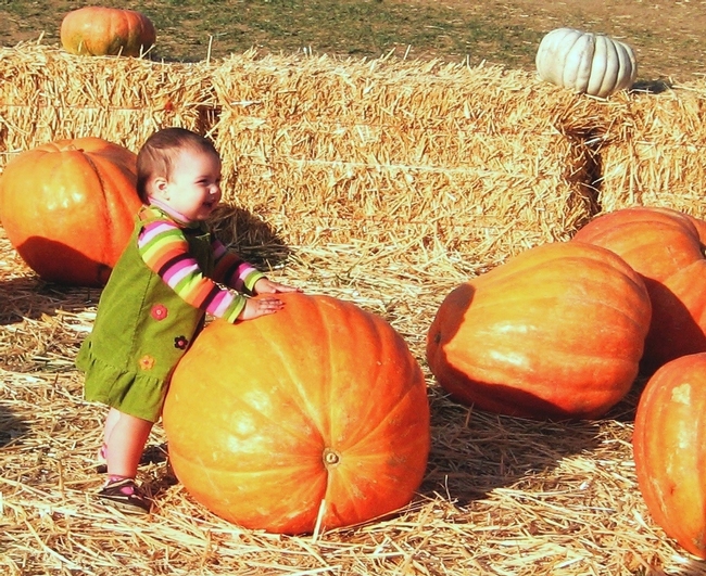 Photo of toddler at Dave's Pumpkin Farm, West of Sacramento by Master Gardener Penny Leff of Yolo County.
