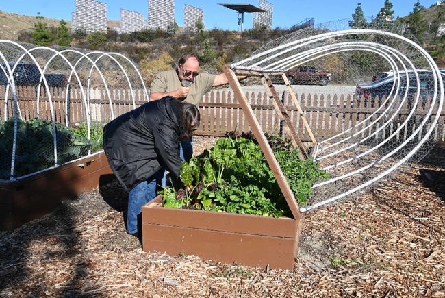 San Bernardino County Master Gardeners Bob and Sharon Yocum insepect veggies at Crafton Hills garden in Yucaipa.