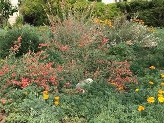 San Bernardino County Master Gardener Loleta Cruse's Drought Tolerant Garden