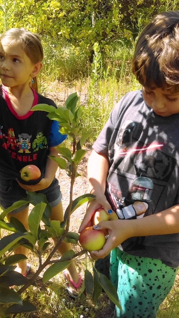 A boy and girl pick apples in the garden.