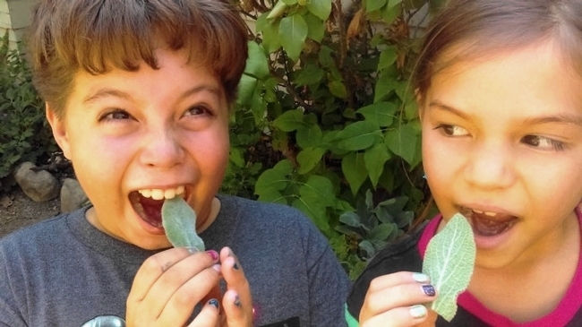 Children getting ready to taste plants: Just remember to keep an eye on kiddos, they are still learning, so teach them not to taste until they ask!