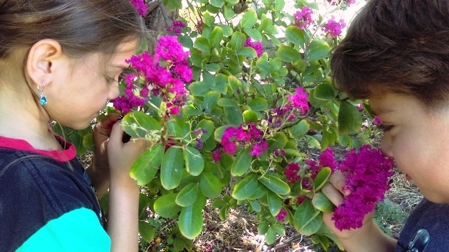 Children smelling myrtle flowers in the garden.
