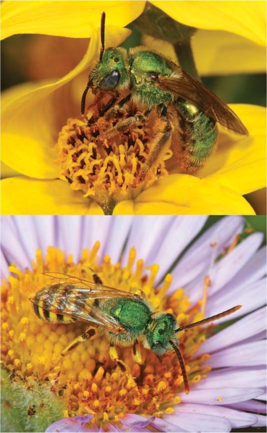 sweat bees male and female