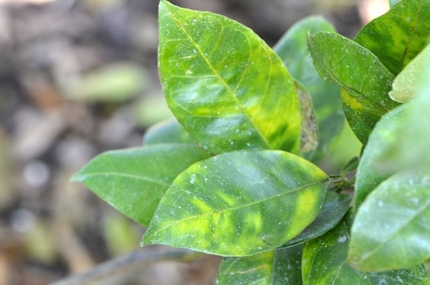 Symptoms of HLB infected leaves