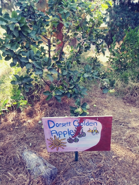 Dorsett Golden Apple hand made sign at school