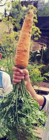 The giant carrot!!