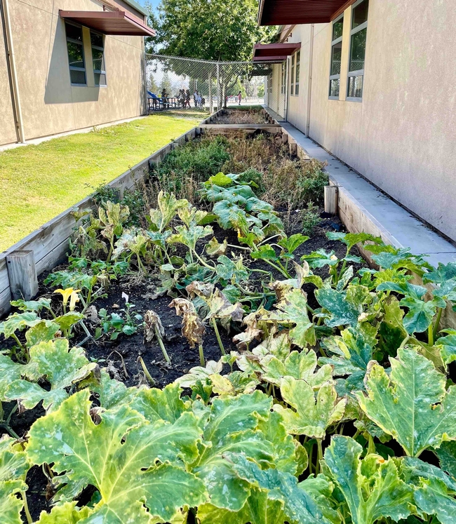 Raised Beds at Norton Elementary