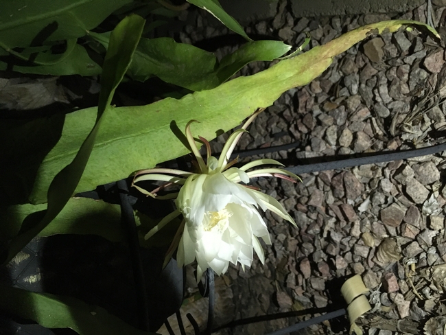 queen of the night epiphyllum  first time bloomed
