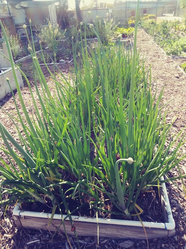 Onions in the Garden