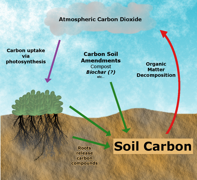 Achieving carbon sequestration by building soil organic matter requires that carbon input rates (green arrows) exceed microbial decomposition of organic matter. Carbon dioxide is absorbed from the atmoshpere during plant photosynthesis (orange arrow). This carbon can enter the soil via plant roots, or when plant residues are added to the soil. Soil amendments containing carbon, such as compost or biochar, can also serve as carbon inputs.ition (red arrow).