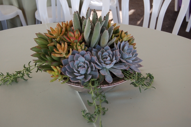 Succulent plantings courtesy of UCCE Master Gardeners of Orange County