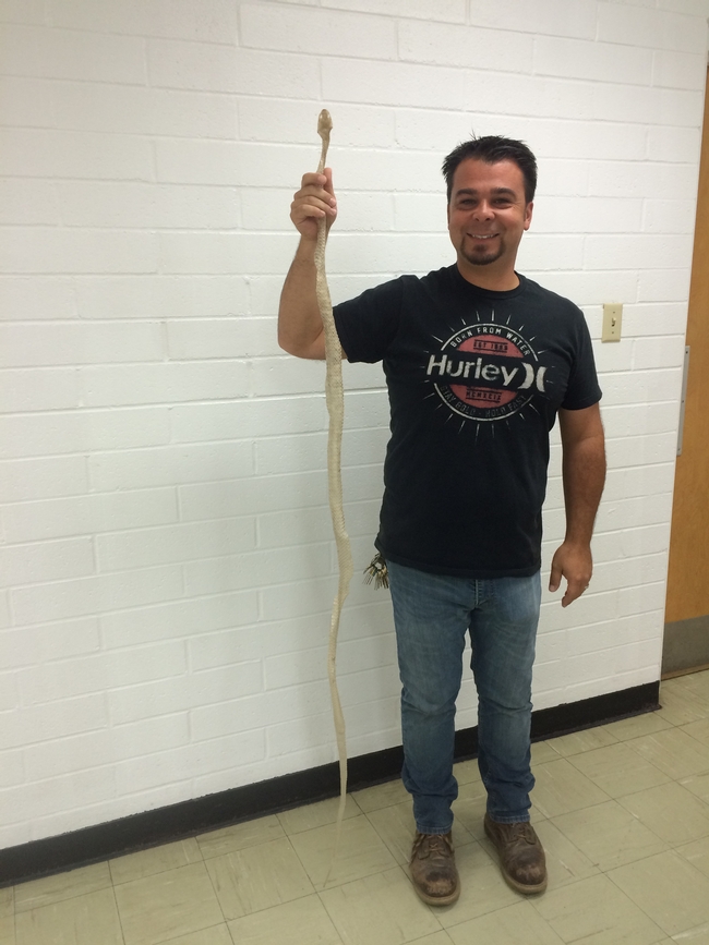 Center Superintendent, Chris Martinez holds the recently shed skin of a gopher snake.