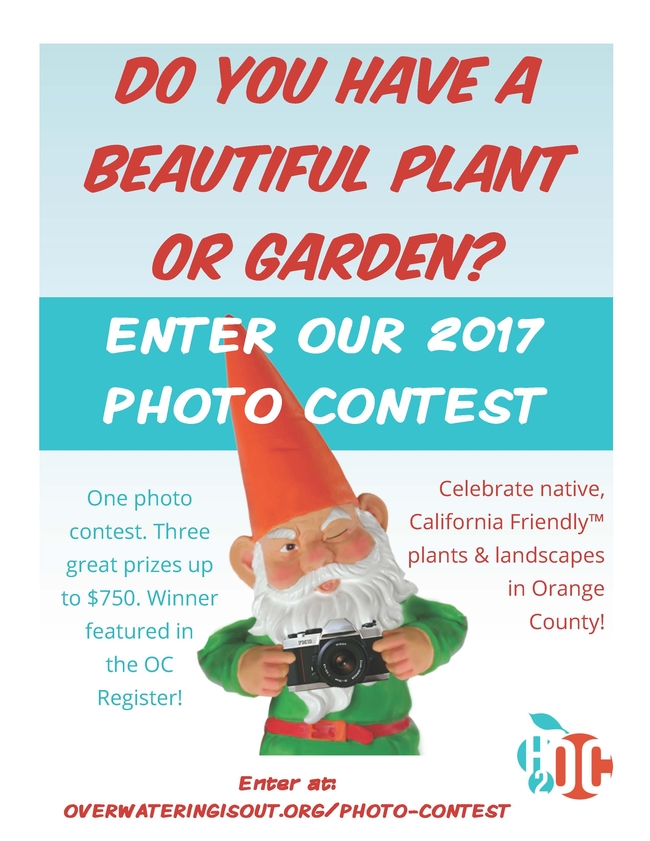 Overwatering is Out Photo Contest Flyer