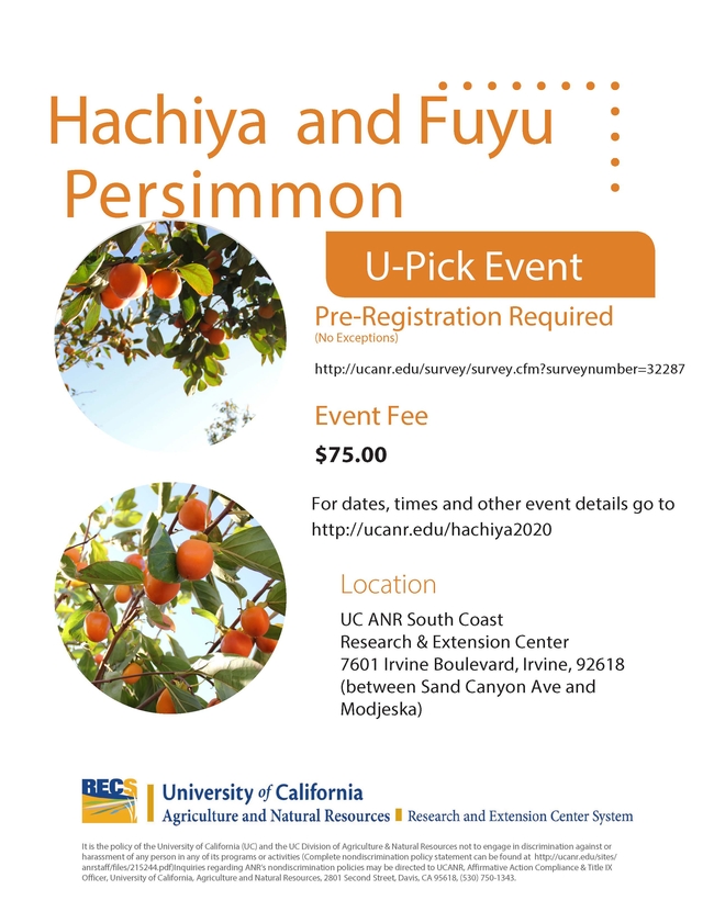 Persimmon U-Pick - click here to register
