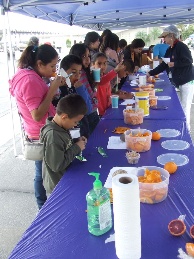 Citrus tasting evaluation.