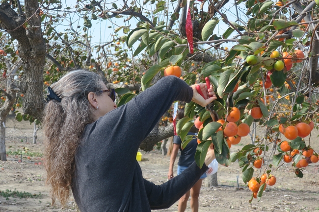 Harvesting persimmons