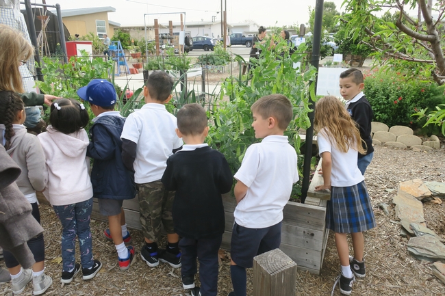 Learning about plant parts.