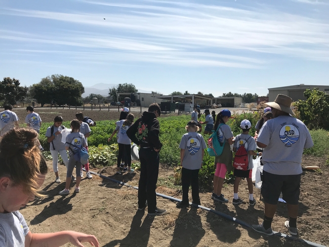 Harvesting vegetables