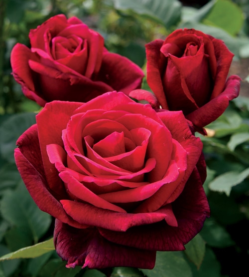 How to Plant Bare Root Roses for Cheap & Gorgeous Blooms