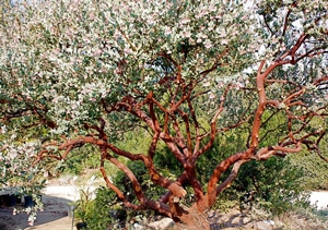 Manzanita pruned to reveal the beautiful bark and branching structure