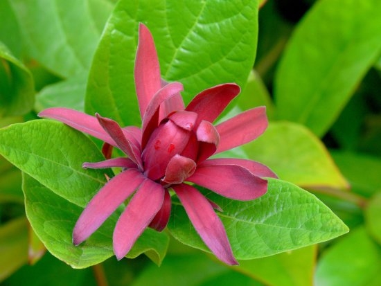 California native Spicebush grows well in full shade and little water