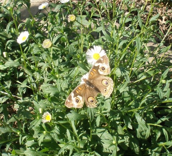 Buckeye butterfly nectaring on Santa Barbara daisy