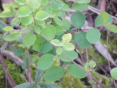 Our native Snowberry brightens shady areas with it graceful foliage.