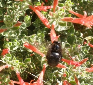 California Fuchsia blooms in summer and attracts many pollinators such as this Valley Carpenter Bee