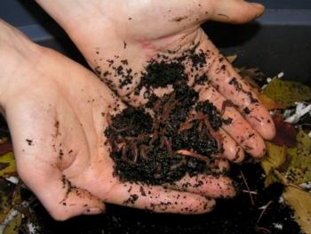 Worms Turn Food Waste Into Garden Gold - What's Growing On - San Joaquin UC  Master Gardeners - ANR Blogs