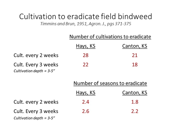 Cultivation and bindweed control