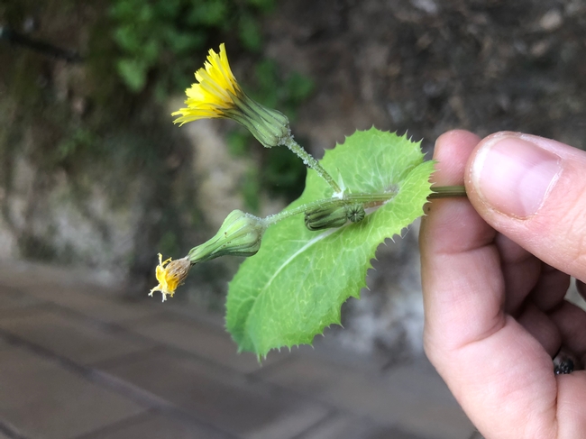 Sowthistle clasping stem