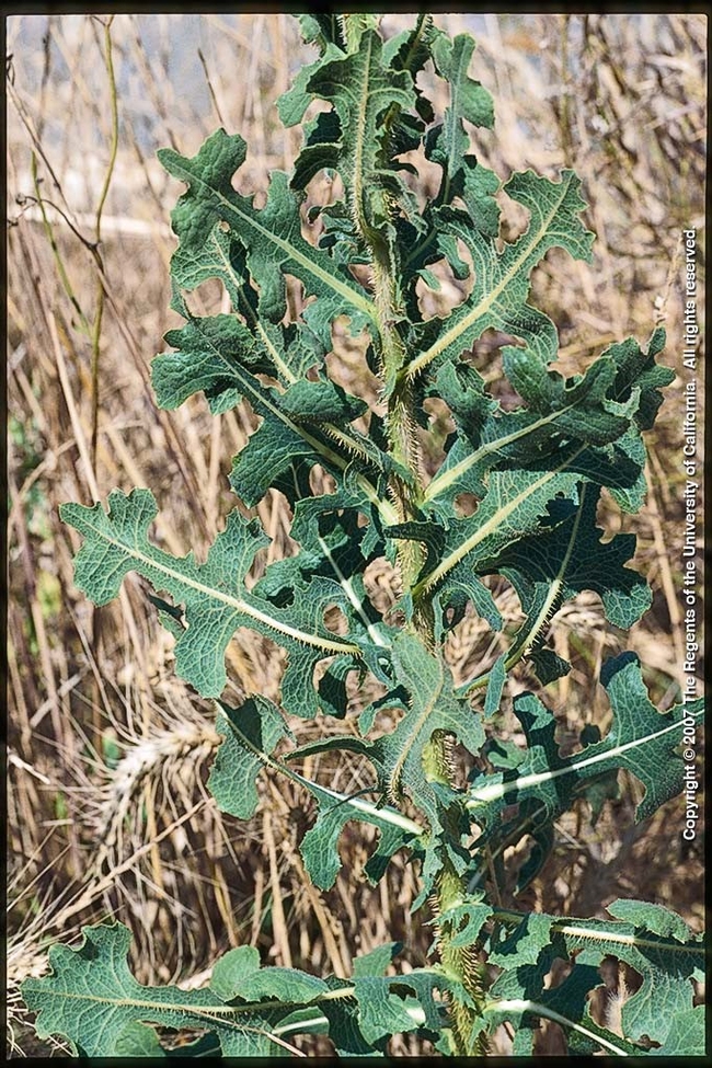 Prickly lettuce leaves 2 UC ANR J Ditomasso