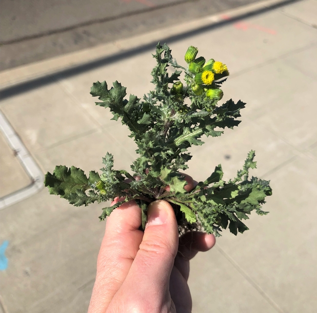 Common groundsel early bolting