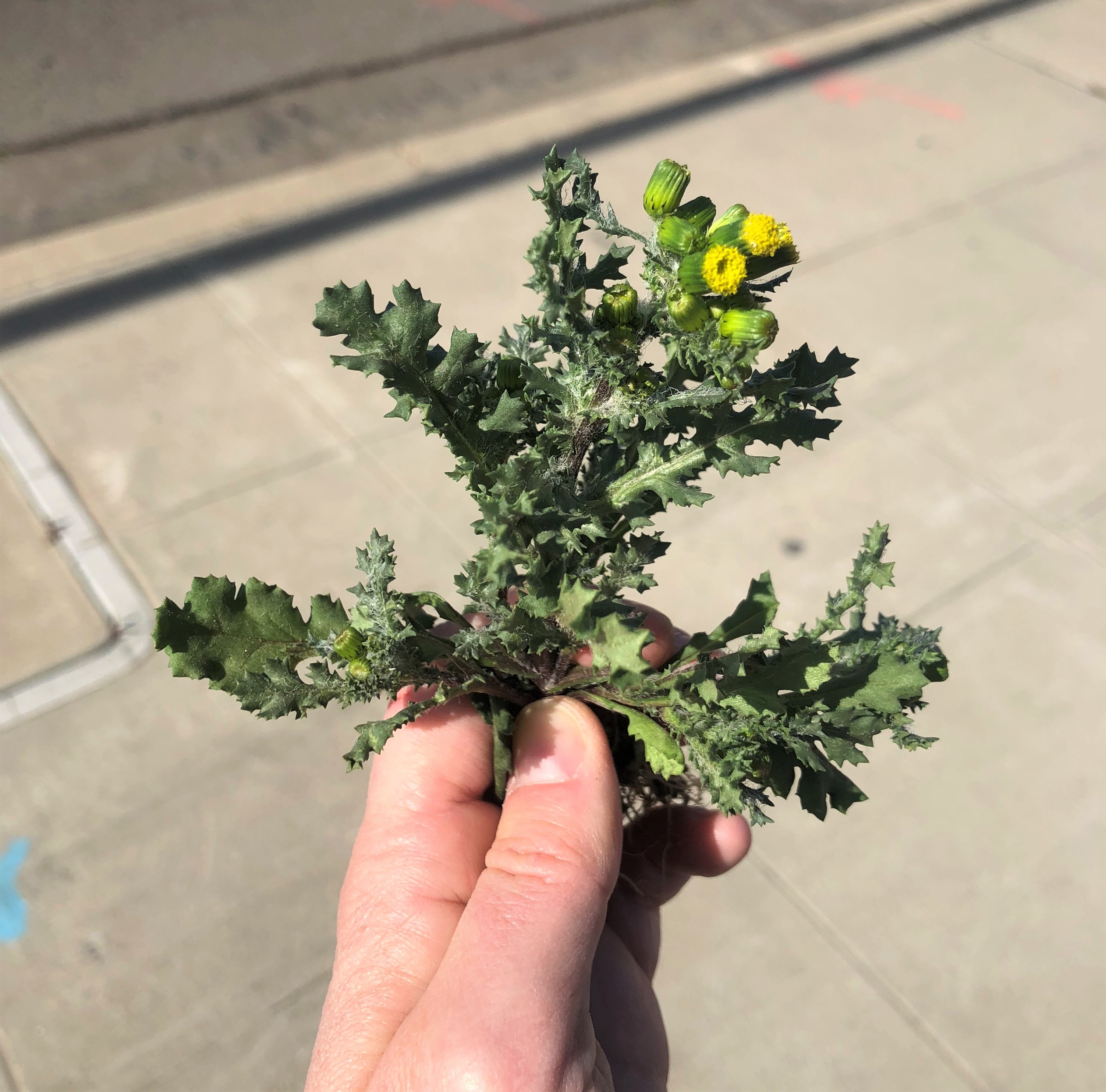 Fleabane and sowthistle and groundsel, oh my! How to tell some of the common Asteraceae weeds apart. Notes in the Margins: Agronomy and Science Musings - ANR Blogs