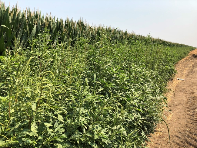 A picture of a fast growing summer annual weed, Palmer amaranth, along the edge of a corn field