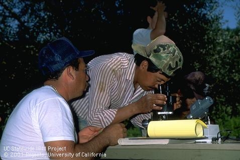 Trainees identifying vineyard insects, photo: Jack K. Clark