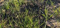 Italian ryegrass among wheat seedlings for Sacramento Valley Field Crops Blog