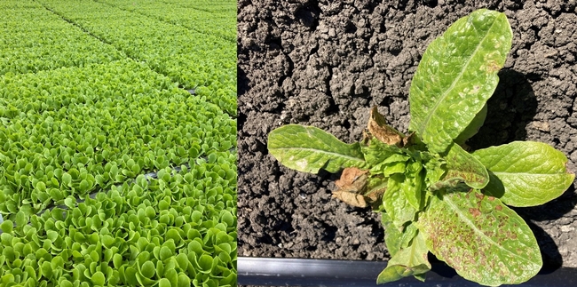 Lettuce transplants in a local transplant nursery and showing INSV symptoms just two weeks after planting in the field