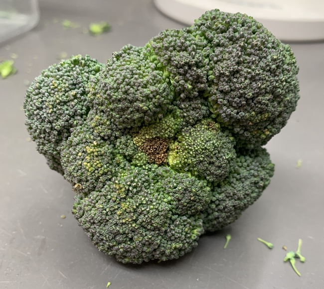 Photo 1. Broccoli Alternaria head rot