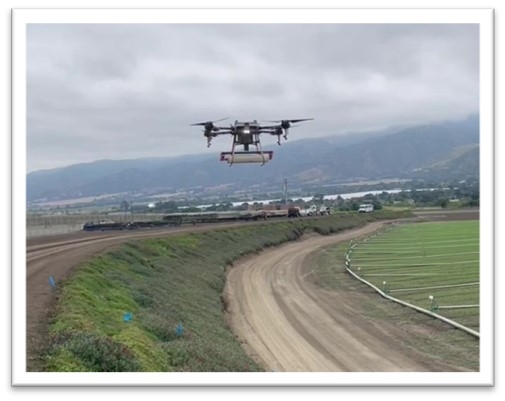 Drone release of thrips predators over ice plant
