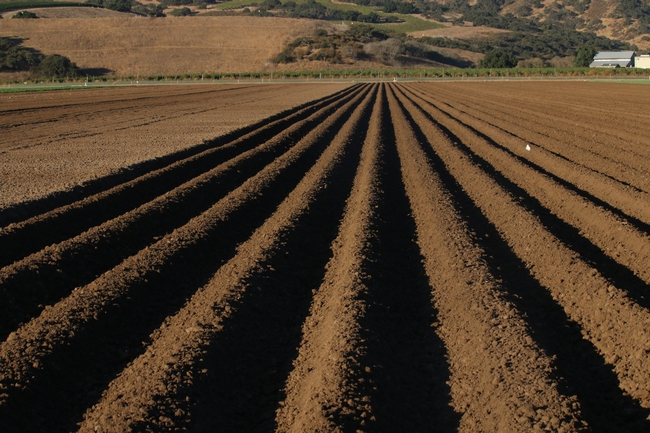 Figure 7.  Most fall prepared vegetable ground in the Salinas Valley is left bare fallow during the winte