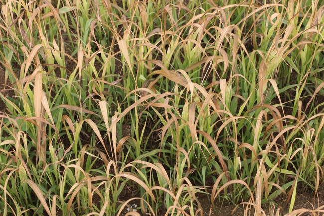 Sudangrass is set back during periods of cold temperatures which limits biomass