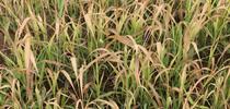 Figure 2.  Sudangrass is set back during periods of cold temperatures which limits biomass for Salinas Valley Agriculture Blog