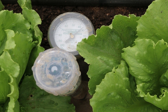 Monitoring soil moisture with a tensiometer can help decide when to irrigate vegetable and berry crops.