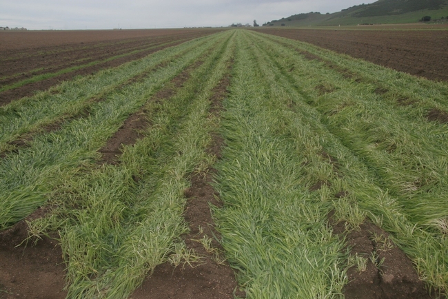 Low biomass cover crops planted in the fall can greatly reduce runoff and increase infiltration from storm events during the winter.