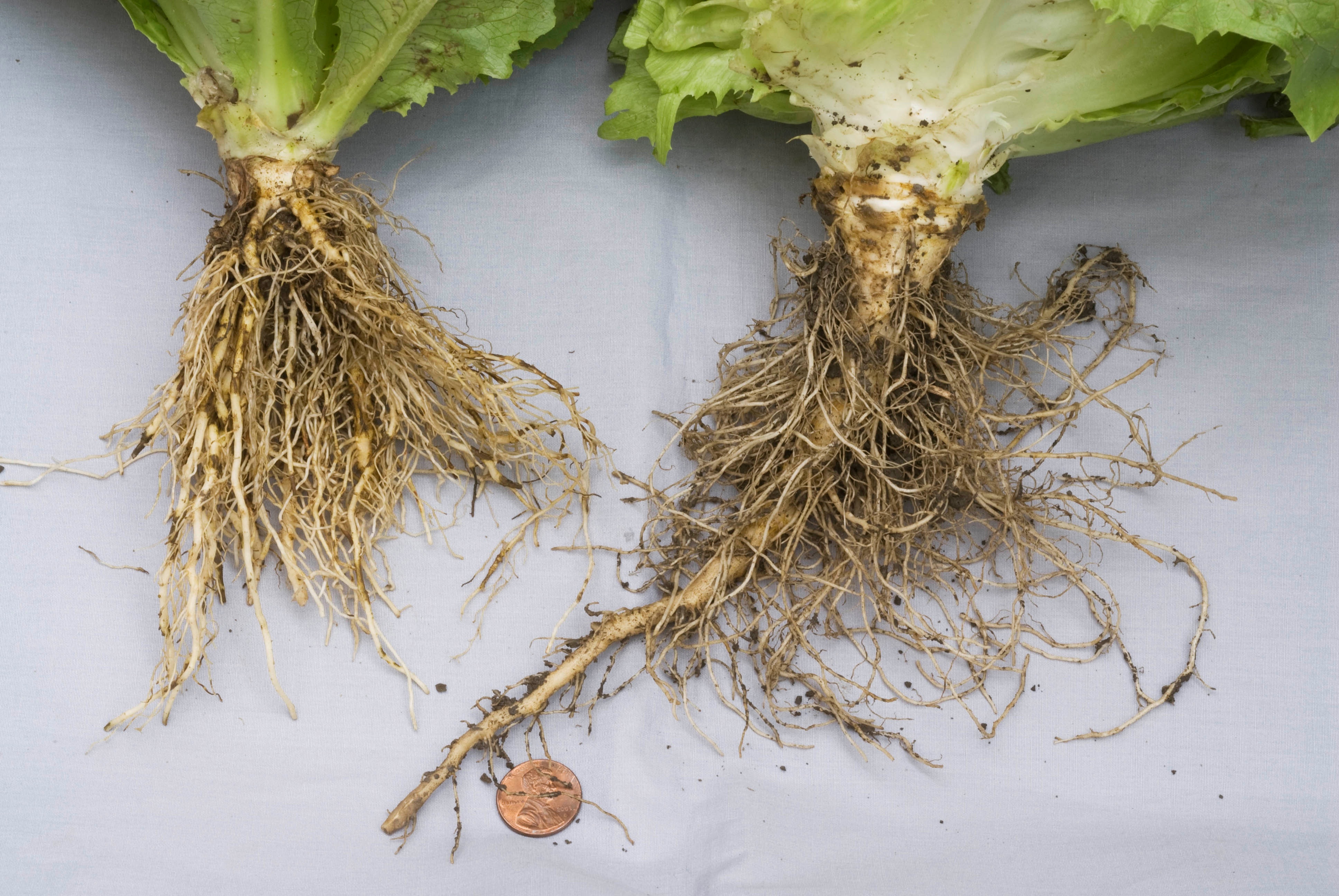 Occurrence of black root rot of Lettuce - Salinas Valley 