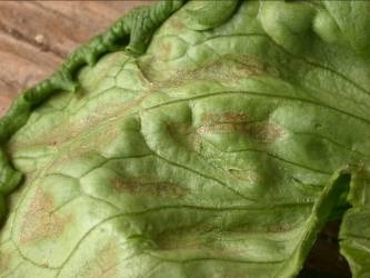 Photo 1. Bronze appearance of the surface of the lettuce leaf from light frost damage