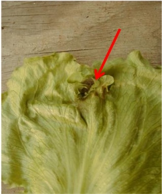 Photo 4. Tip of the leaf killed by frost, but the tip of the leaf continued to grow around the affected area