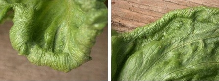 Photos 5 and 6. Thickening, deformity and roughening of leaf texture
