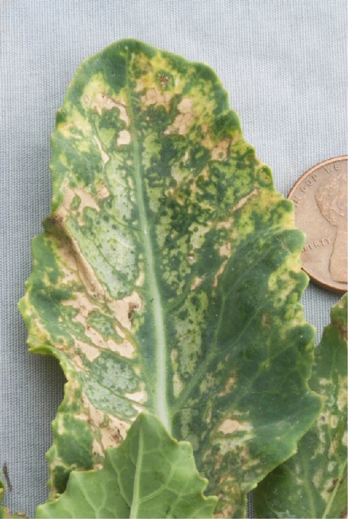 Photo 7. Cold temperature damage on leaf of a cauliflower transplant